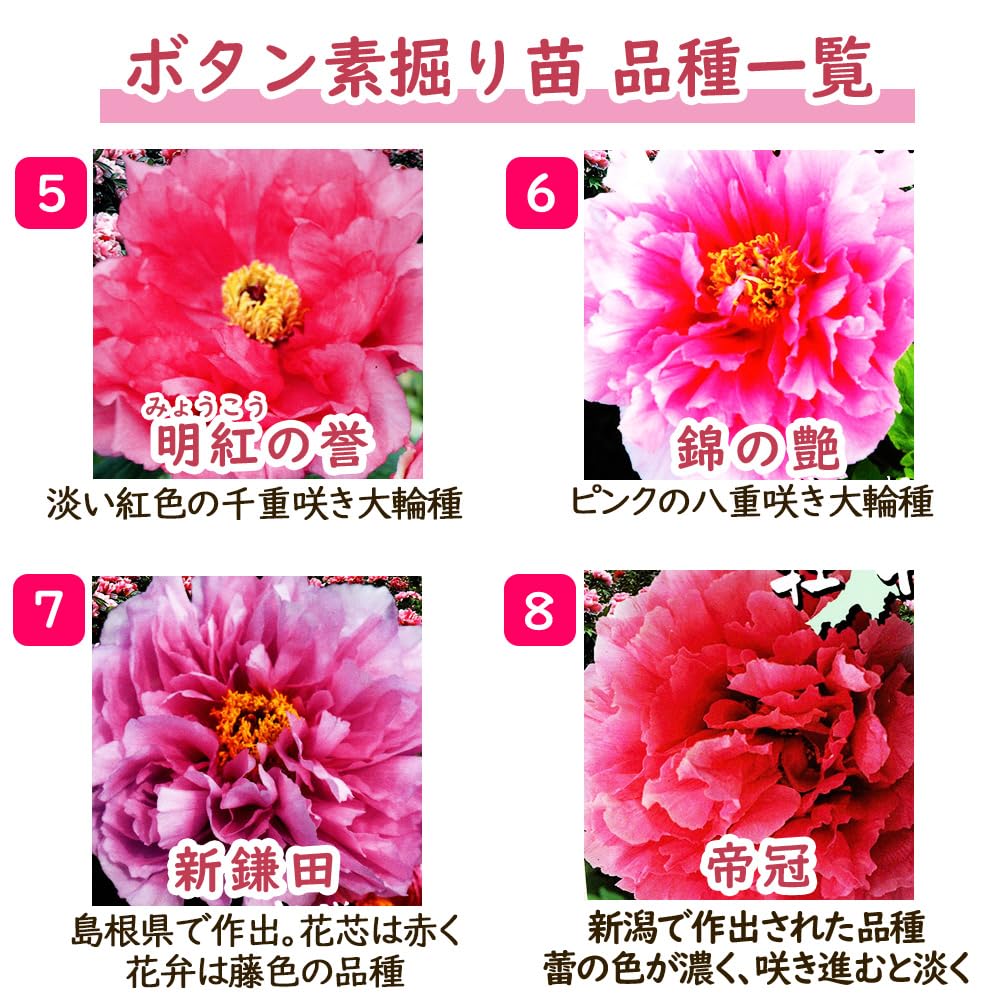 Amazon.co.jp: 「 ボタン (牡丹) 植込み苗【 5．明紅の誉 (みょうこう